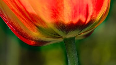 tulpe_ingrid-maier