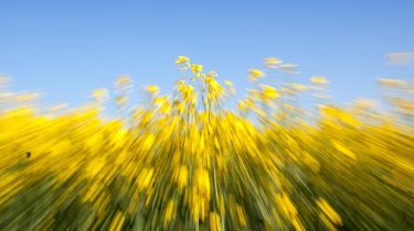 Rhapsfeld mit ICM