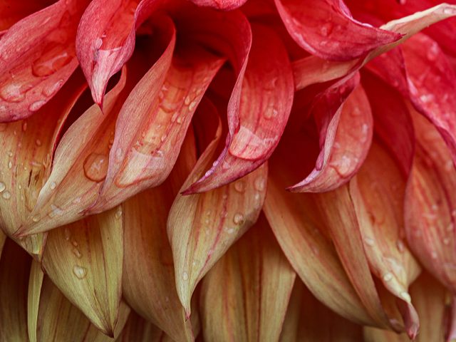 Dahlien Fotoseminar Stuttgart