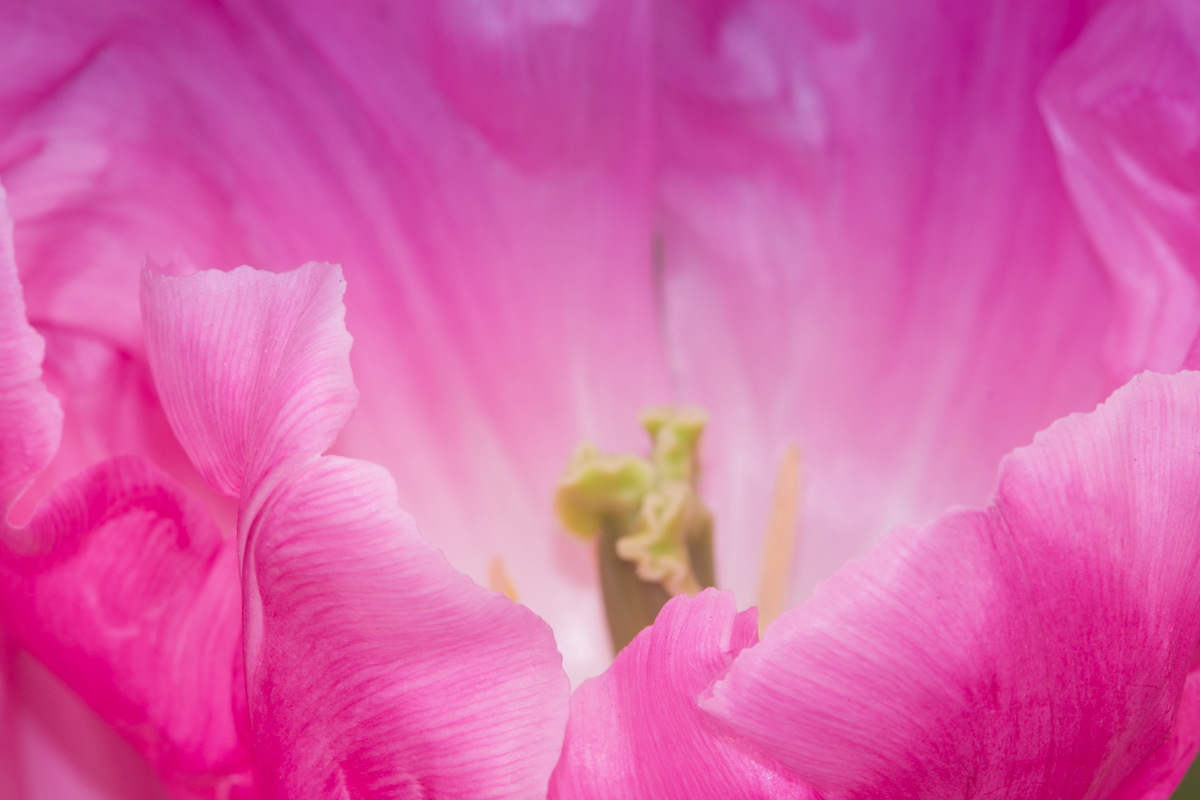 Faszinierende Tulpenbilder – kreative Fotoideen