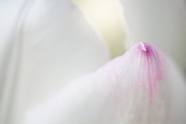 Tulpen-Detail